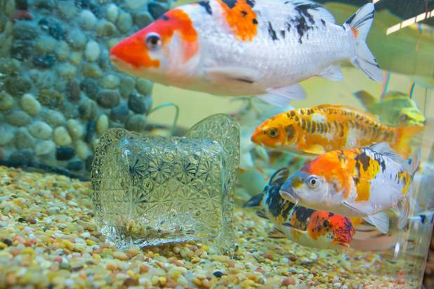 Koi swim around a glass hat in an aquarium custom made for D Bar J Hat Company by the crew at Tanked Las Vegas, Wednesday June 5, 2013.